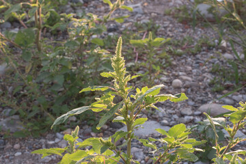 light as life force for plants