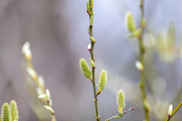 Closeup of an isolated stalk of pussy willow with a woodsy background. The delicate plant has bloomed and has a white catkin or flowering spike of soft fluff. The pussy willow stem is green and yellow