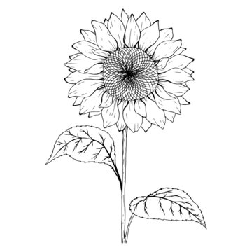 Sketch of sunflower. Black and white sunflower botanical illustration..
