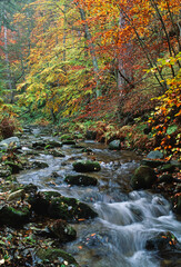 Fototapeta na wymiar Silano plateau, Cosenza district, Calabria, Italy, Europe, autumn colors around a creek