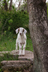 White baby goats play on rocks