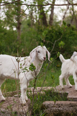 Obraz premium White baby goats play on rocks
