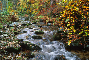 Silano plateau, Cosenza district, Calabria, Italy, Europe, autumn colors around a creek