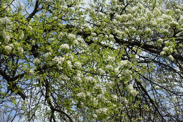 A lot of white flowers in the leafage of pear tree in April