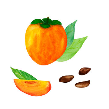Set of watercolor hand drawn fruits, seeds and leaves of persimmon  on white background. Perfect for business cards, stationery, tableware, greeting cards, clipart, stickers.