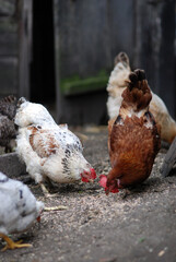 Chickens pecking grain on the farmyard near coop