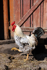 Rooster going to hen-coop