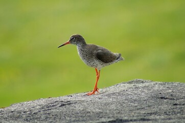 Common redshank hopping around in Iceland on gray rock, isolated on a green background.