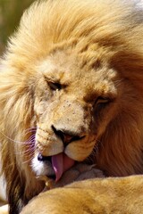 Close-up portrait of a male lion cleaning his paw. Shallow depth of field.