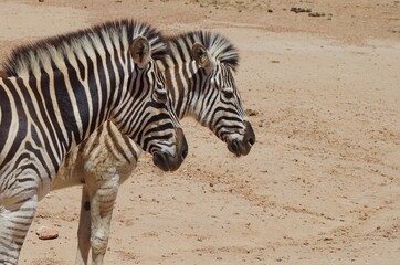 Fototapeta na wymiar Two zebra standing next to each other on a brown background.