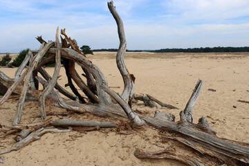 Dry tree on golden sand, blue cloudy sky. Dunes of Hoge Veluwe National park, the Netherlands. Dutch nature landscape photo. 