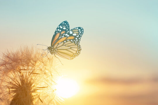 Fototapeta Beautiful butterfly and delicate fluffy dandelion at sunset