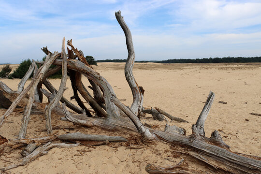 Beautiful dry tree on white sand. Blue cloudy sky, no people. Dunes of the Netherlands. 