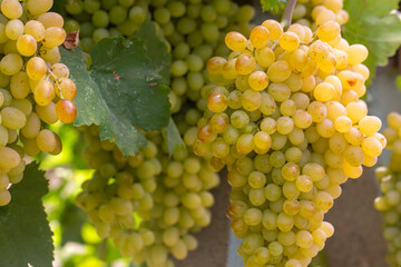Grapes vineyard, Sultani grapes, Izmir - Turkey