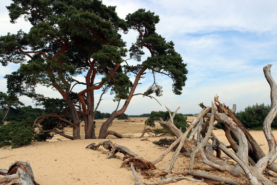 Trees in dunes. Big tree with green leaves, dry tree, blue cloudy sky, yellow sand, no people. 