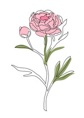 Peony flower brunch continuous line vector design. One line drawing art illustration of pink peony brunch