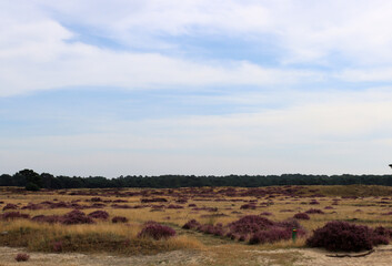 Obraz premium Blooming heather field in National Park of the Netherlands. Beautiful purple carpet of heather flowers, dry grass, dramatic sky with clouds. 