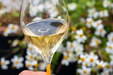 Tasting of brut champagne sparkling wine during visit caves in champagne house in Reims, France