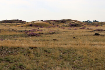 Naklejka premium Blue sky with beautiful clouds, dry glass, purple bushes, trees on horizon. European landscape photo. 