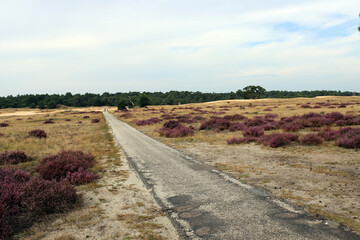 Fototapeta premium Golden grass fields, heather flowers, empty countryside road. Tranquil country landscape. Early autumn day in National park de Hoge Veluwe, the Netherlands. 