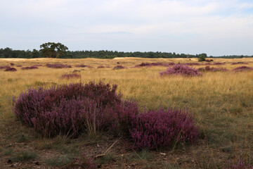 Dutch landscape photo. Purple flowers of heather, dry yellow grass, cloudy sky. 