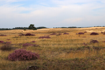 Fototapeta premium Dutch landscape photo. Purple flowers of heather, dry yellow grass, cloudy sky. 