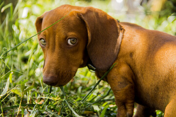 CUTE DOG IN NATURE DACHSHUND