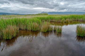 San Nicandro Garganico, Foggia district, Puglia, Italy, Europe, Lake Lesina State Nature Reserve (eastern part)