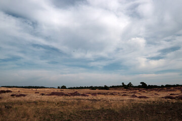 Obraz premium Beautiful landscape of the Netherlands. Dramatic sky, purple heather flowers, dry grass. 