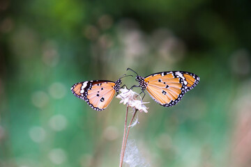 Fototapeta na wymiar Beautiful Image of plain tiger butterfly on the flower plants during springtime 