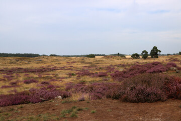 Naklejka premium Blue sky with beautiful clouds, dry glass, purple bushes, trees on horizon. European landscape photo. 