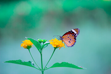 Beautiful  Image of plain tiger butterfly on the flower plants during springtime
