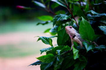 The oriental garden lizard, eastern garden lizard, bloodsucker or changeable lizard (Calotes versicolor) is an agamid lizard found widely distributed in in indo-Malaya.  It has also been introduced in