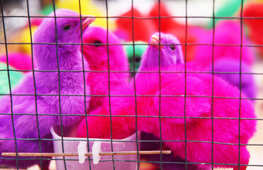 Baby chickens with colorful painted color selling on the market