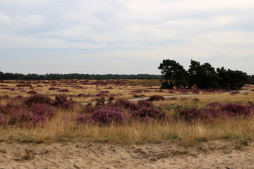 Beautiful landscape of the Netherlands. Dramatic sky, purple heather flowers, dry grass. 