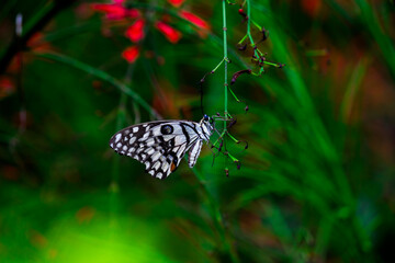 Papilio butterfly or The Common Lime Butterfly resting on the flower plants in its natural habitat in a nice soft green background Papilio butterfly or common lime butterfly clap the wings on the flo