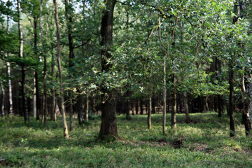 Summer forest. Green grass, big trees. European forest. 