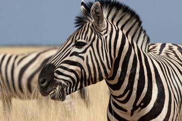 Fototapeta na wymiar Zebras in Namibia