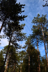 Summer forest. Green grass, big trees. European forest. 