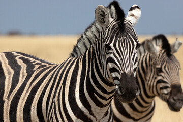 Fototapeta na wymiar Zebras in Namibia