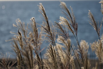 Fototapeta premium 海岸の夕日に輝く薄の穂
