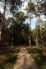 Empty path in the woods. Beautiful forest trees. Nature of Europe. 