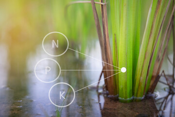 close up photo of  rice plant and the process of fertilizing with nutrients such as nitrogen, phosphorus and potassium
