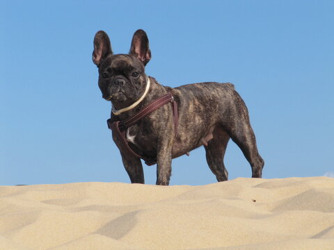 brown french bulldog, looking at the camera from the top of the sand of a dune with blue sky in the background