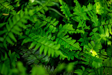 Group of fern. Blurred foreground and background.
