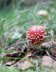 Amanita mushroom in green grass. Autumn in a forest. Red and white mushroom close up photo. 