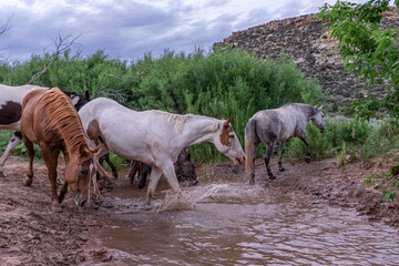 Herd of american quarter horses on a ranch in montana crossing water and galloping in a canyon.