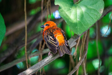 Red Bird