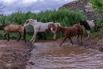 Herd of american quarter horses on a ranch in montana crossing water and galloping in a canyon.