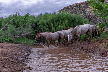 Herd of american quarter horses on a ranch in montana crossing water and galloping in a canyon.